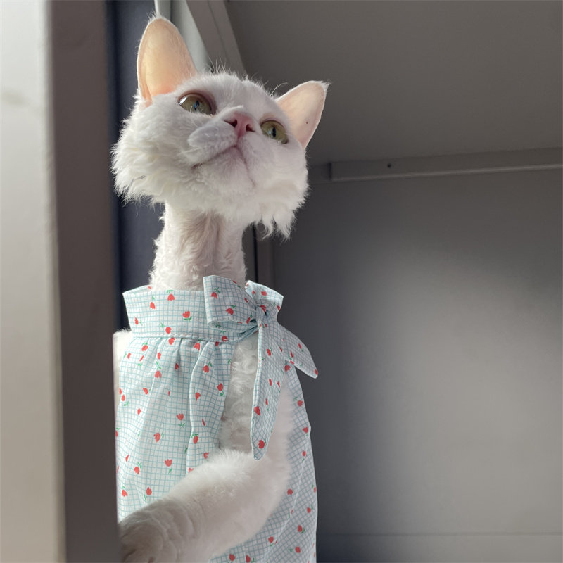 Летняя одежда для кошек: Нежно – обзор и цена Summer Light Clothing